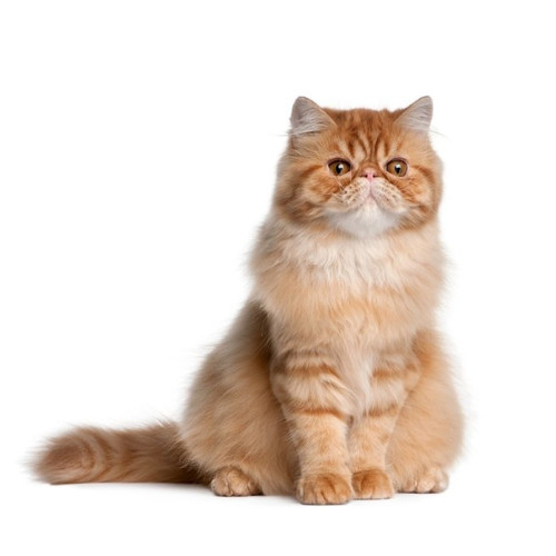 Nourriture pour chat persan