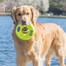 KONG AirDog Squeaker Donut medium 12 cm