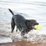 KONG AirDog Squeaker Dumbbell small 140 mm