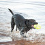 KONG AirDog Squeaker Football medium 125 mm