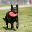 KONG Classic Flyer Fresbee large 23 cm