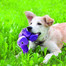 KONG Shells tortue S
