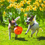 KONG Jumbler Ball Assorted