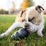 KONG Extreme medium 85 mm