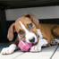 KONG Puppy Staff-a-ball M