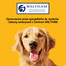 PEDIGREE Markies 12,5 kg