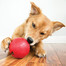 KONG Biscuit Ball L