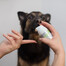 VET EXPERT Caryodent Enzymatic Toothpaste pâte enzymatique pour chien et chat 50 ml