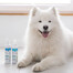 VET EXPERT Detox Care Pure White Shampooing Chiens, chats 250 ml