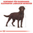 ROYAL CANIN Labrador retriever adult sterilised 12 kg