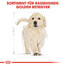 ROYAL CANIN Golden retriever junior 1kg