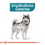 ROYAL CANIN Maxi Joint Care 10 kg