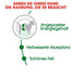 ROYAL CANIN Mini Adult 8+1 kg FREE