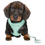 TRIXIE Junior Harnais pour chiot avec laisse 26-34 cm/10 mm, 2,00 m, couleur menthe