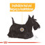 ROYAL CANIN Mini dermacomfort 1 kg