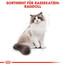 ROYAL CANIN Ragdoll Adult 10 kg