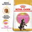 ROYAL CANIN Kitten maine coon 2 kg