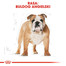 ROYAL CANIN Bulldog Adult karma sucha dla psów dorosłych rasy bulldog 3 kg