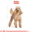 ROYAL CANIN Poodle adult 0.5 kg karma sucha dla psów dorosłych rasy pudel miniaturowy