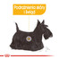 ROYAL CANIN Dermacomfort 12 x 85 g