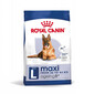 ROYAL CANIN Maxi ageing croquettes pour chiens adultes de plus de 8 ans, grandes races 8+ 15 kg